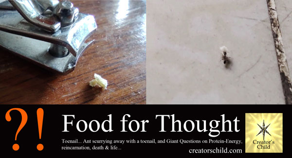 The Ant That ate Tarun Cherian's Toenail