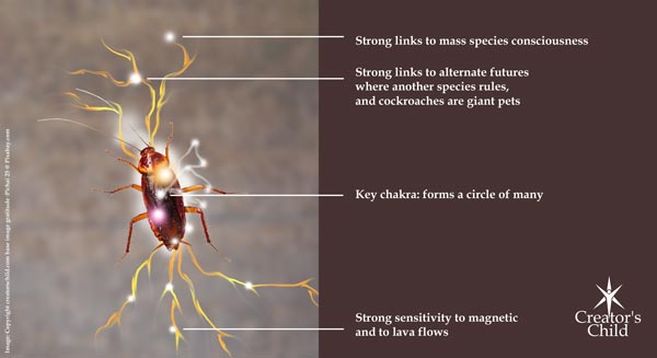 Aura of a Cockroach