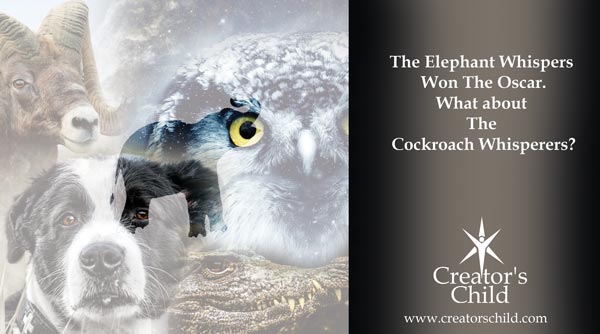 The Elephant Whisperers Oscar