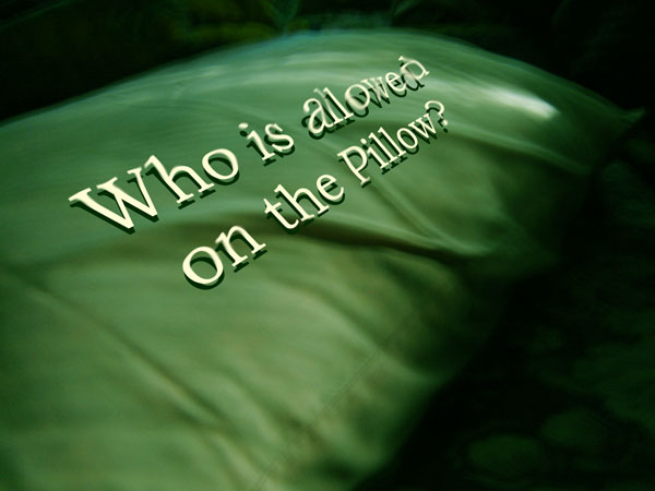 Spring Arrives and fights for our pillow